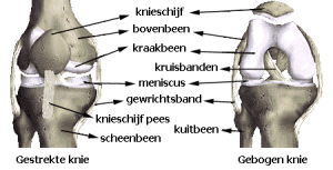 anatomie_knie