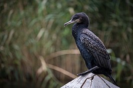 266px-perched_cormorant