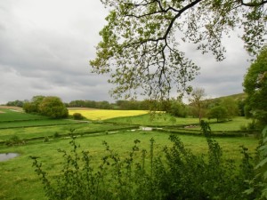 landschap met koolzaad