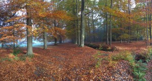 lage-vuursche-002-1