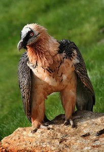 440px-bartgeier_gypaetus_barbatus_front_richard_bartz